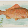 Goldfish.