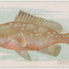 Grouper.