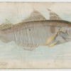 Haddock.