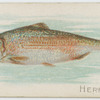 Herring.