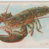 Lobster.