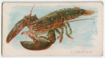 Lobster.