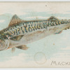 Mackerel.