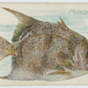 Moonfish.