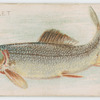 Mullet.