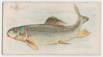 Mullet.