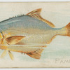 Pampano.