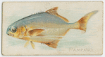 Pampano.