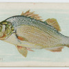Perch.