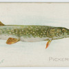 Pickerel.