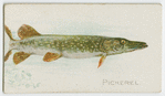 Pickerel.