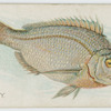 Porgy.
