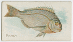 Porgy.