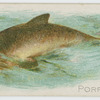 Porpoise.