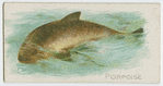 Porpoise.