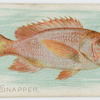 Red snapper.
