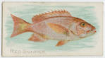 Red snapper.