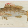 Rock blackfish.