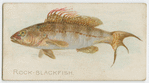 Rock blackfish.