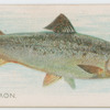 Salmon.