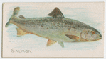 Salmon.