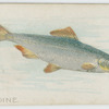 Sardine.