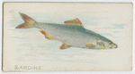 Sardine.