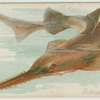 Sawfish.