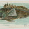 Seabass.