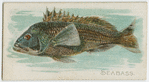 Seabass.