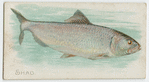 Shad.