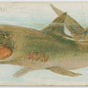 Shark.