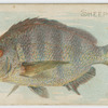 Sheepshead.