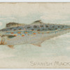 Spanish mackerel.