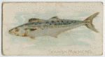 Spanish mackerel.