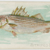 Striped bass.