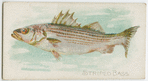 Striped bass.