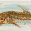 Sturgeon.