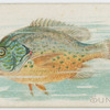 Sunfish.