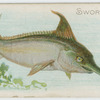 Swordfish.