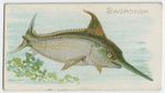 Swordfish.