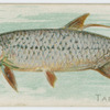 Tarpon.