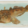 Toadfish.