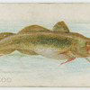 Tomcod.
