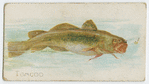 Tomcod.