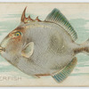 Triggerfish.