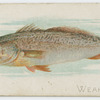 Weakfish.