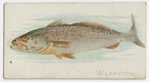 Weakfish.