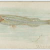 White bait.