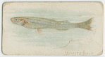 White bait.